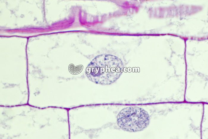 Racine de Blé - Cellule végétale en cours de division (mitose) : interphase x150  - gryphea.org